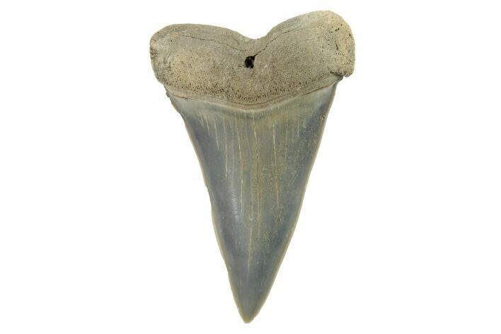 Fossil Mako Tooth - Lee Creek (Aurora), NC #294736